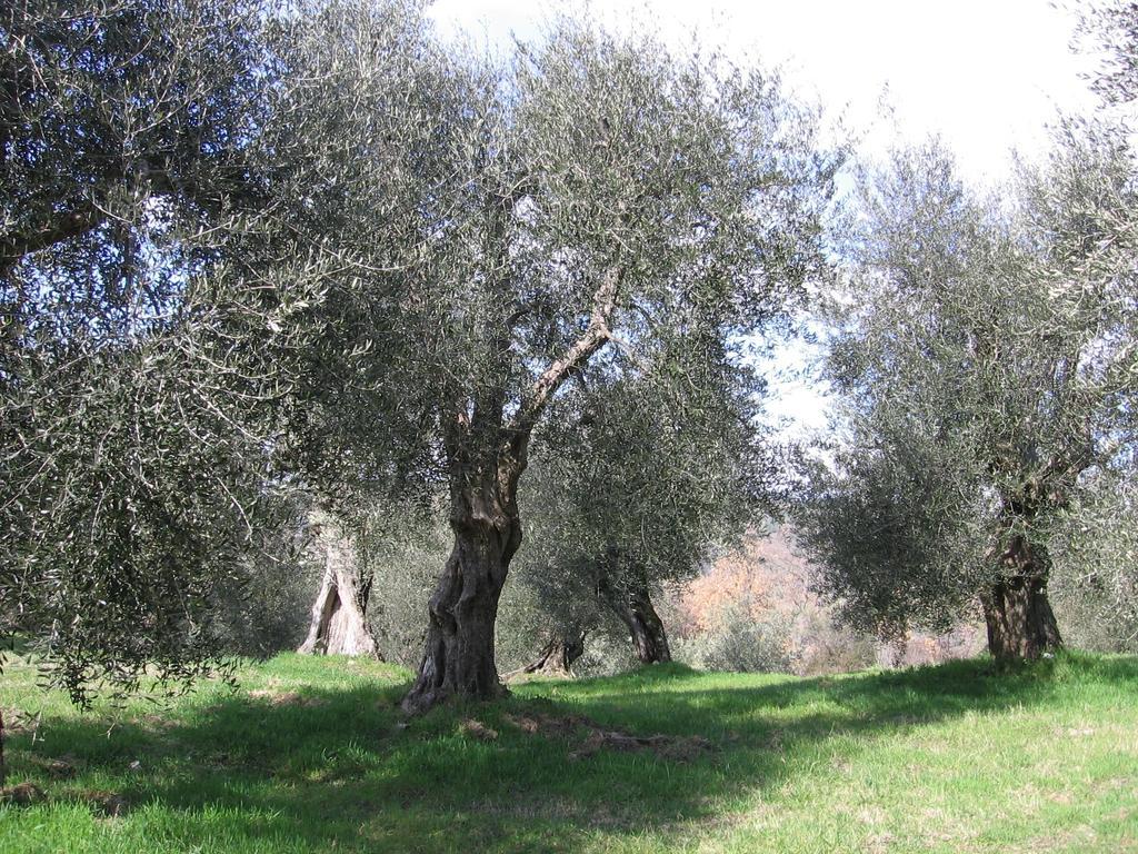 Casa Fioranna Villa Seggiano Room photo